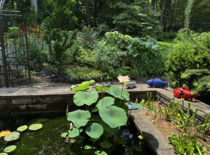 Nelumbo Nucifera, (Lotus) grows in a 24" pot set on top of milk crates placed on the pond floor.  